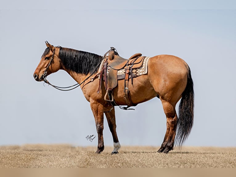 American Quarter Horse Wallach 10 Jahre 163 cm Tobiano-alle-Farben in river falls WI