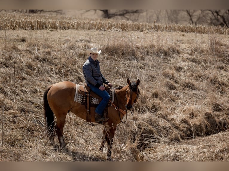 American Quarter Horse Wallach 10 Jahre 163 cm Tobiano-alle-Farben in river falls WI
