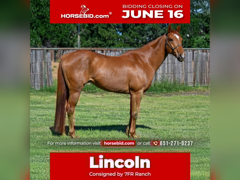 American Quarter Horse Wallach 10 Jahre 165 cm Rotfuchs in Lipan, TX