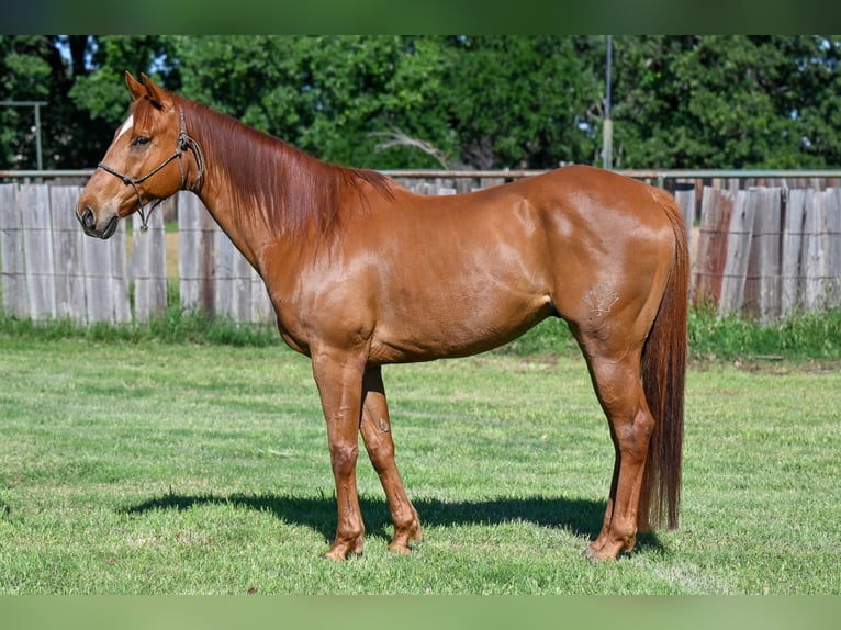 American Quarter Horse Wallach 10 Jahre 165 cm Rotfuchs in Lipan, TX
