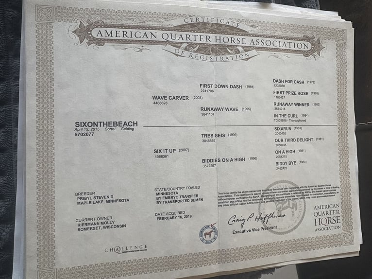 American Quarter Horse Wallach 10 Jahre 165 cm Rotfuchs in Forney
