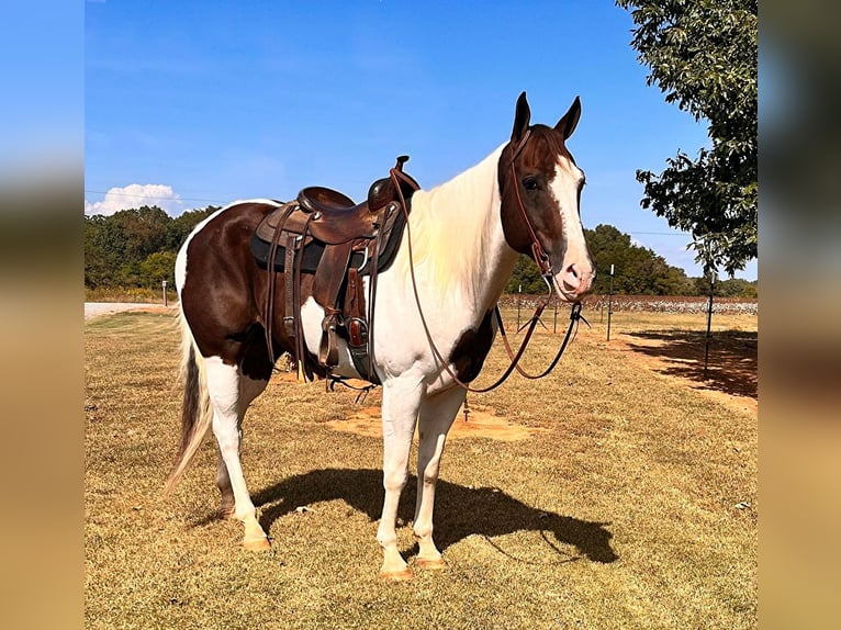 American Quarter Horse Wallach 10 Jahre 165 cm Tobiano-alle-Farben in MT Hope AL