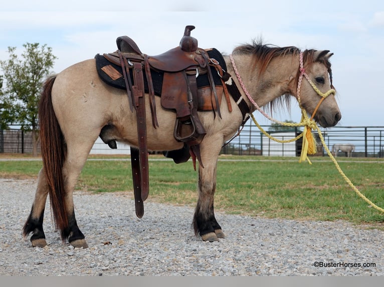 American Quarter Horse Wallach 10 Jahre 99 cm Buckskin in Weatherford TX