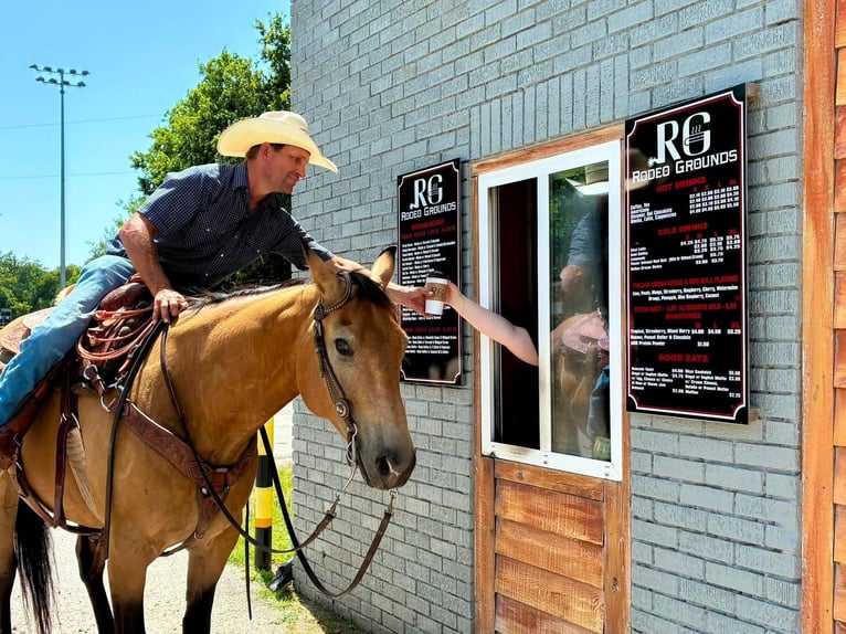 American Quarter Horse Wallach 10 Jahre Buckskin in Stephenville