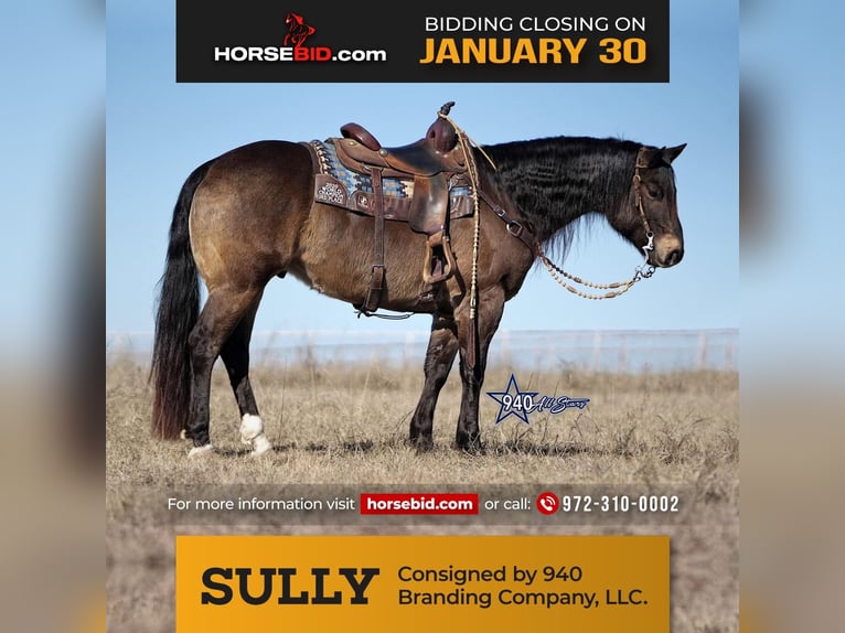 American Quarter Horse Wallach 10 Jahre Buckskin in Addison, TX