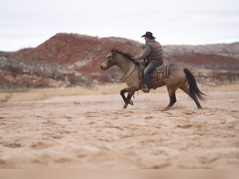 American Quarter Horse Wallach 10 Jahre Buckskin in Canyon