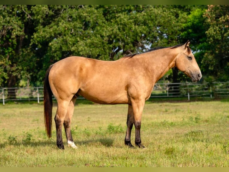 American Quarter Horse Wallach 10 Jahre Buckskin in Bogard