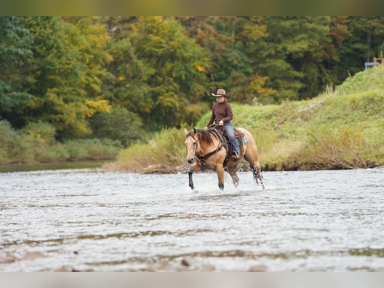 American Quarter Horse Wallach 10 Jahre Buckskin in Clarion