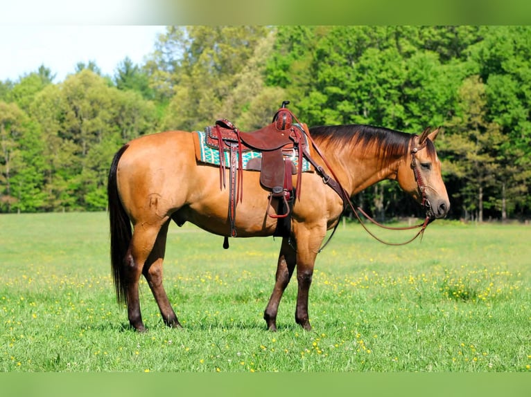 American Quarter Horse Wallach 10 Jahre Buckskin in Clarion