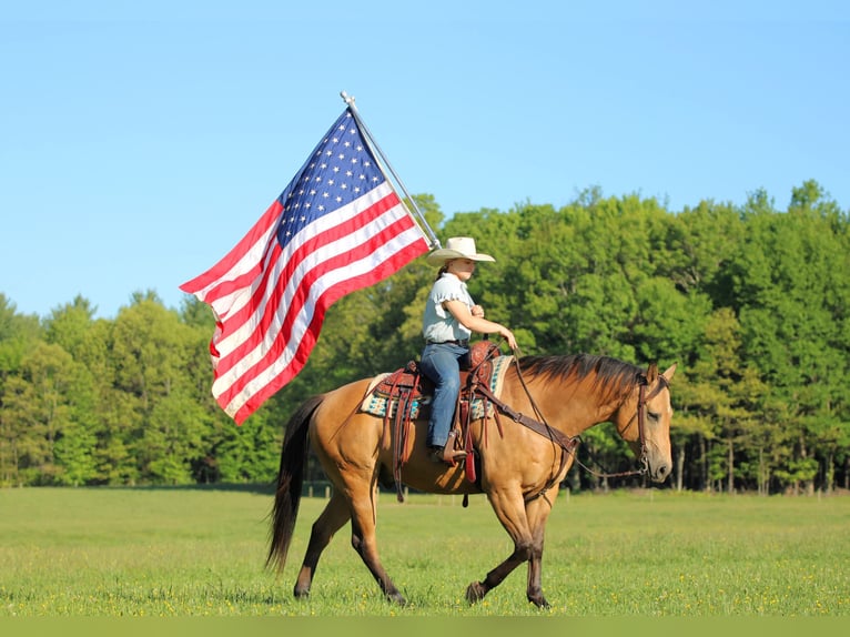 American Quarter Horse Wallach 10 Jahre Buckskin in Clarion