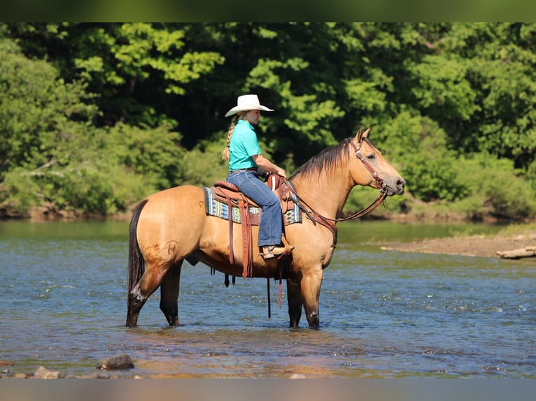 American Quarter Horse Wallach 10 Jahre Buckskin in Clarion