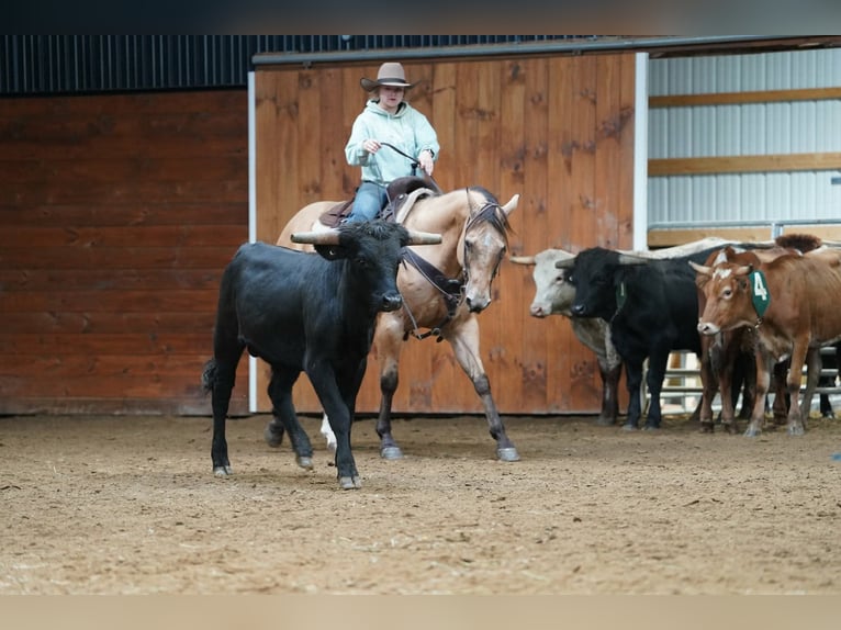 American Quarter Horse Wallach 10 Jahre Buckskin in Clarion