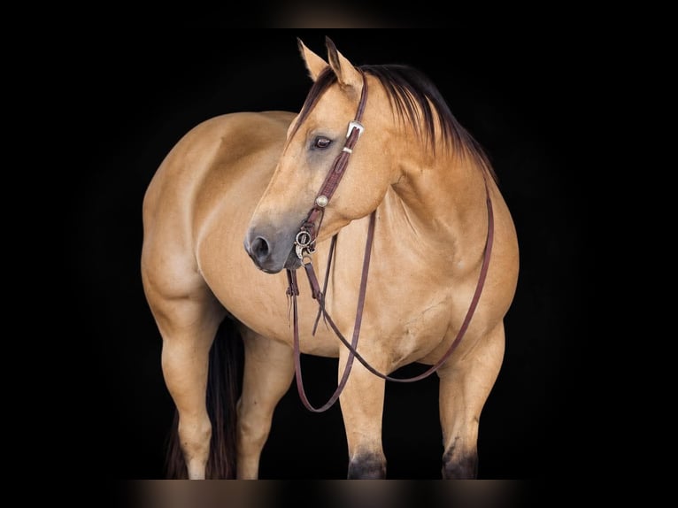 American Quarter Horse Wallach 10 Jahre Buckskin in Clarion