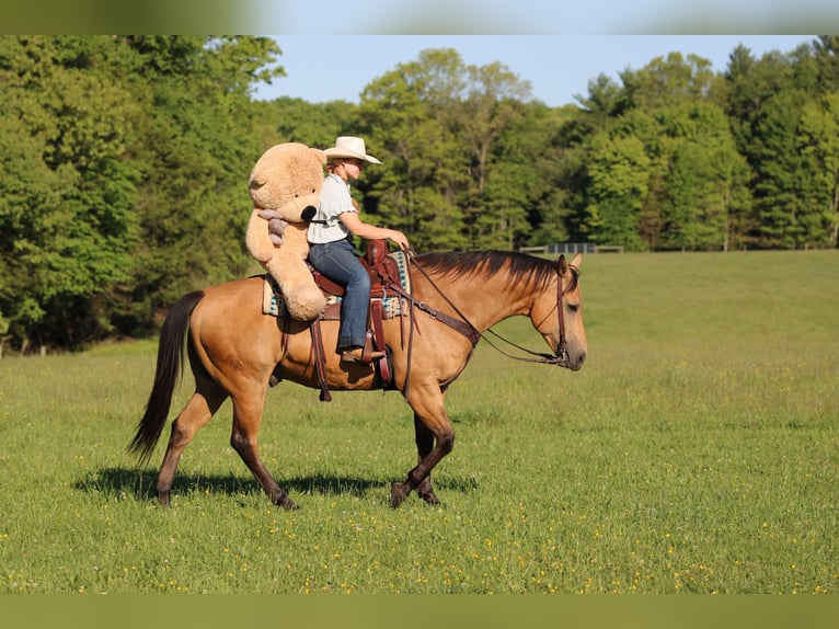 American Quarter Horse Wallach 10 Jahre Buckskin in Clarion