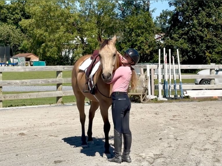 American Quarter Horse Wallach 10 Jahre Buckskin in Grantville