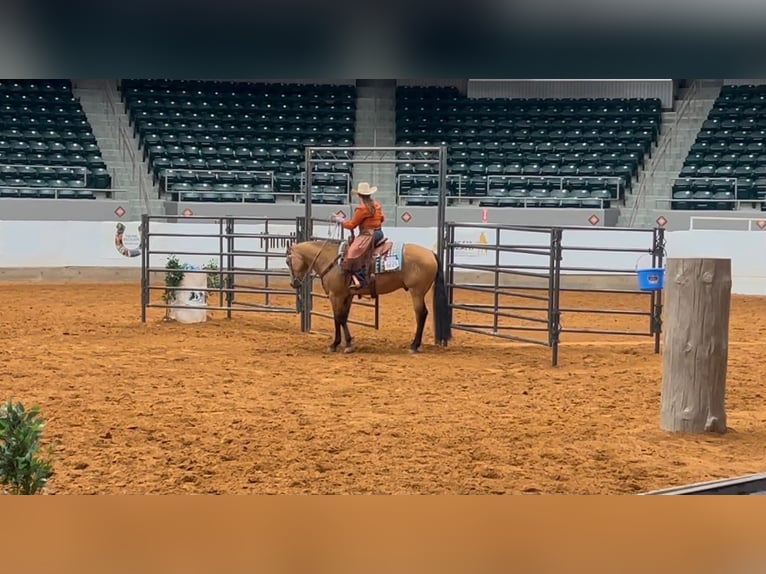 American Quarter Horse Wallach 10 Jahre Buckskin in Grantville