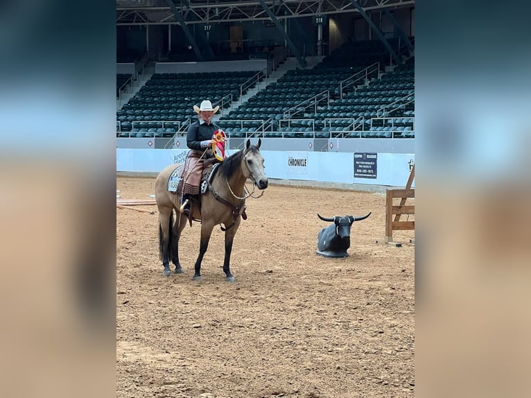 American Quarter Horse Wallach 10 Jahre Buckskin in Grantville