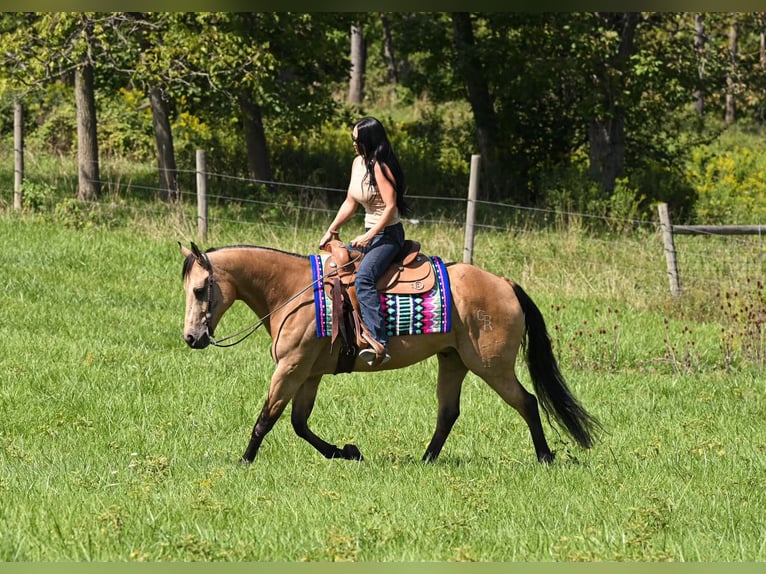 American Quarter Horse Wallach 10 Jahre Buckskin in Grantville