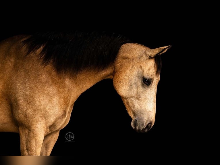 American Quarter Horse Wallach 10 Jahre Buckskin in Grantville