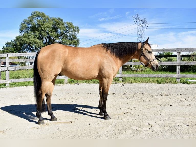 American Quarter Horse Wallach 10 Jahre Buckskin in Grantville