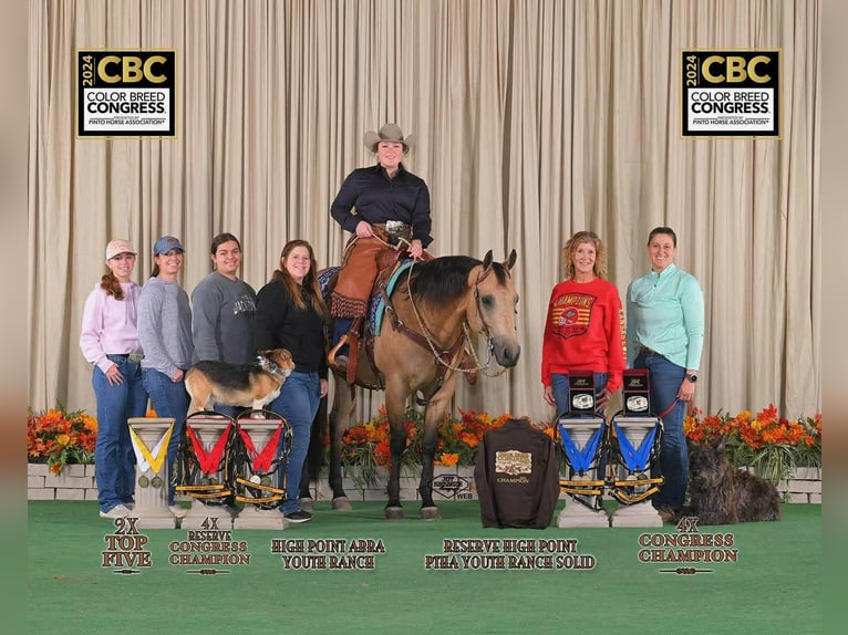American Quarter Horse Wallach 10 Jahre Buckskin in Grantville