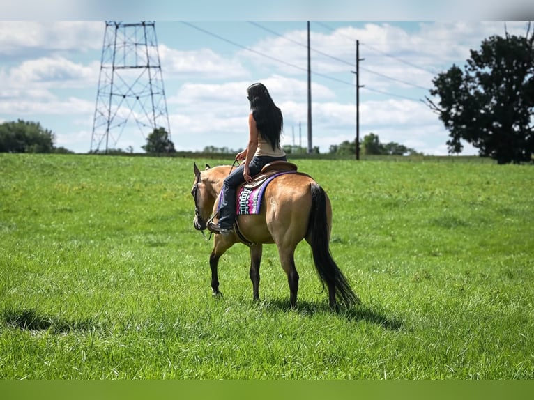 American Quarter Horse Wallach 10 Jahre Buckskin in Grantville