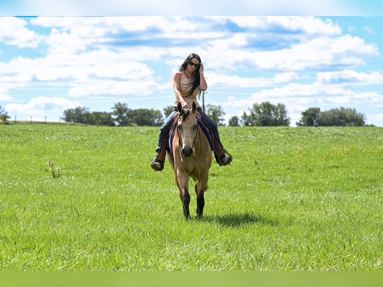 American Quarter Horse Wallach 10 Jahre Buckskin in Grantville