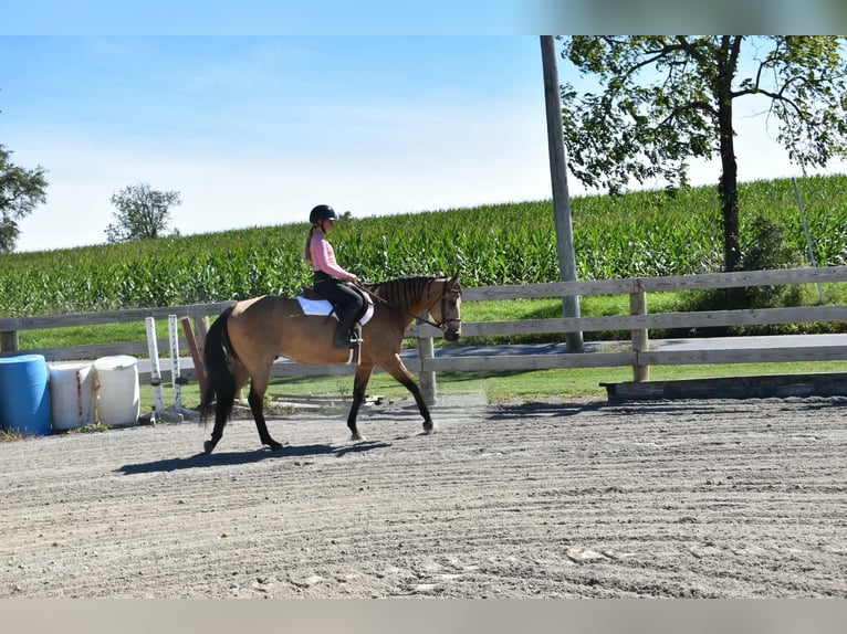 American Quarter Horse Wallach 10 Jahre Buckskin in Grantville