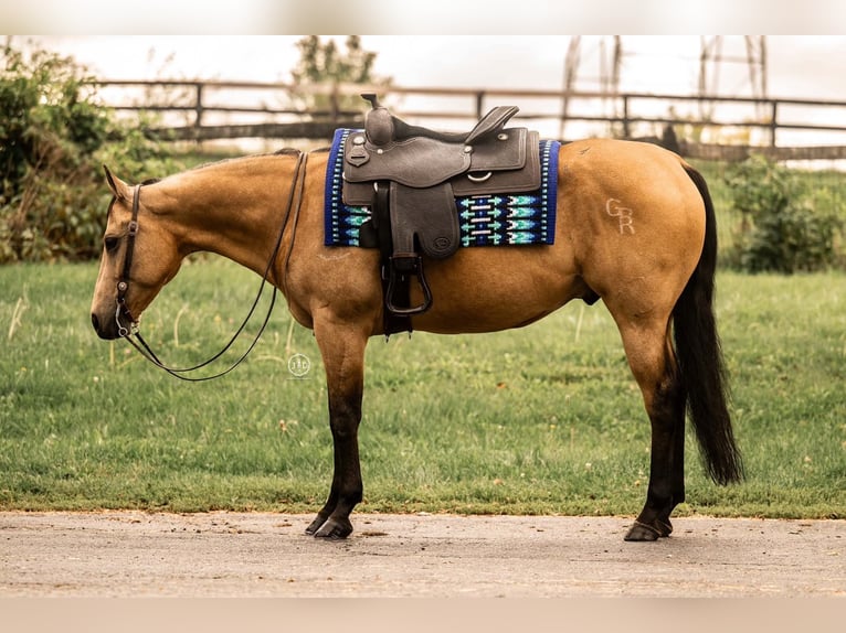 American Quarter Horse Wallach 10 Jahre Buckskin in Grantville