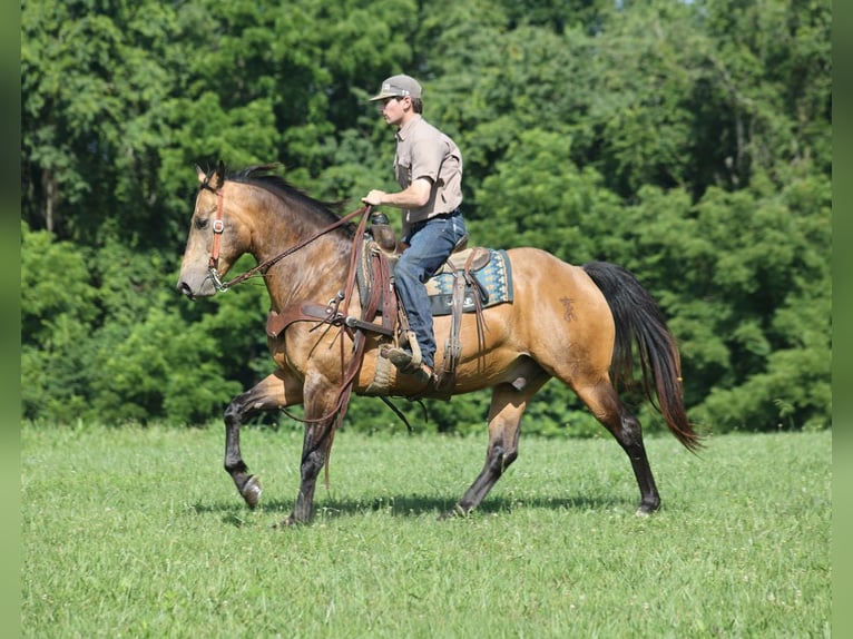 American Quarter Horse Wallach 10 Jahre Buckskin in Mount Vernon