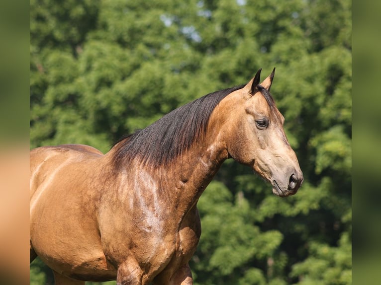 American Quarter Horse Wallach 10 Jahre Buckskin in Mount Vernon