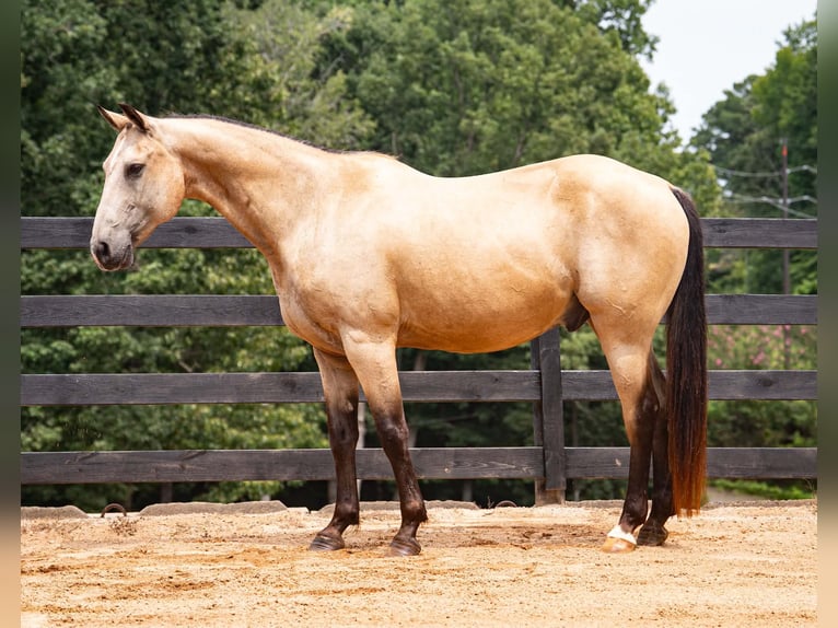 American Quarter Horse Wallach 10 Jahre Buckskin in Clover