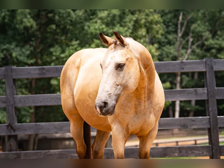 American Quarter Horse Wallach 10 Jahre Buckskin in Clover