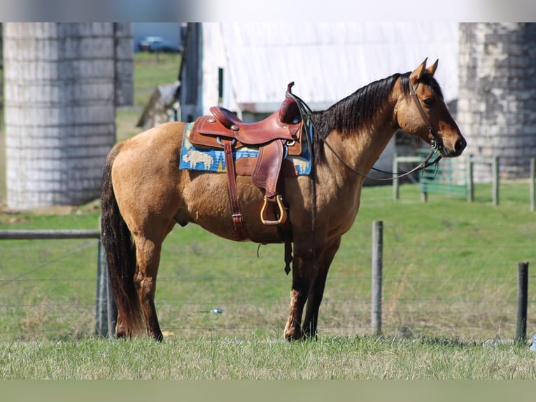 American Quarter Horse Wallach 10 Jahre Buckskin in Sonora KY