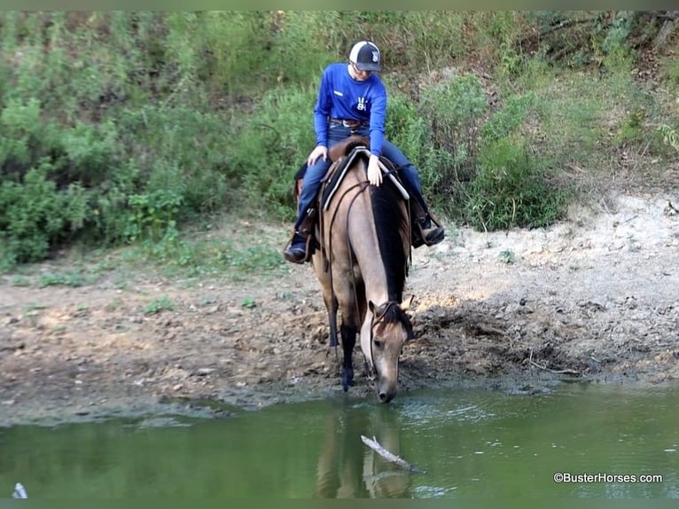 American Quarter Horse Wallach 10 Jahre Buckskin in Weatherford Tx