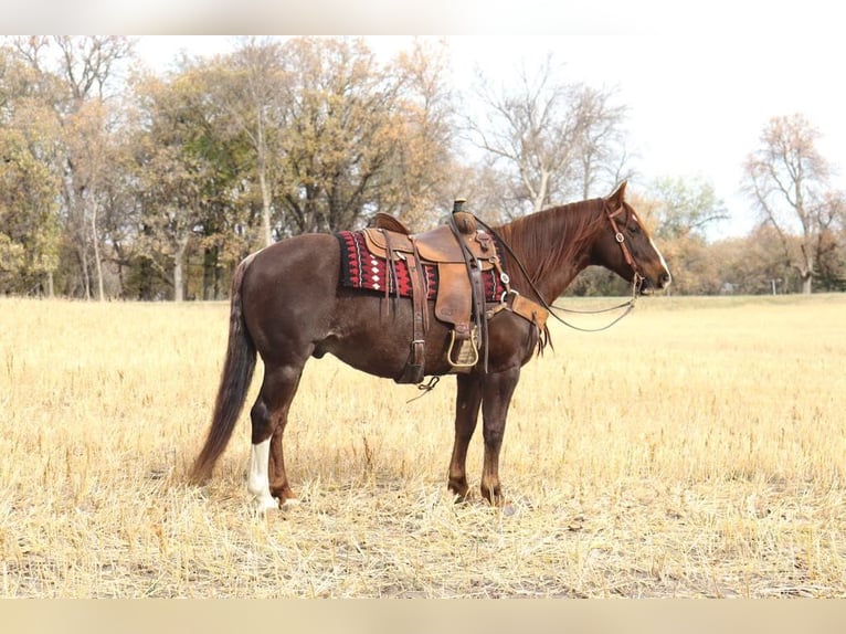 American Quarter Horse Mix Wallach 10 Jahre Dunkelfuchs in Buffalo, WY