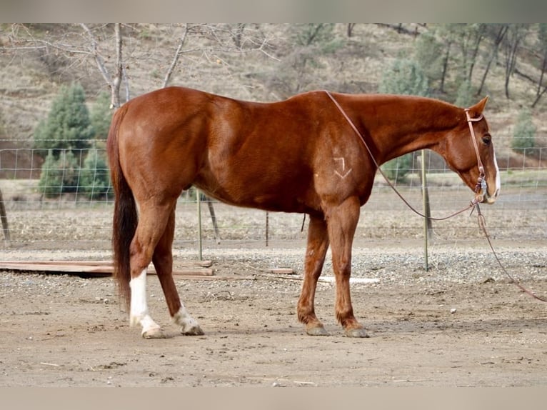 American Quarter Horse Wallach 10 Jahre Dunkelfuchs in Paicines, CA