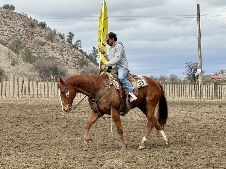 American Quarter Horse Wallach 10 Jahre Dunkelfuchs in Paicines, CA