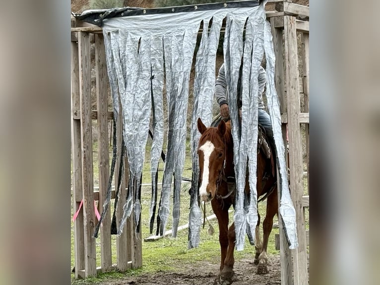 American Quarter Horse Wallach 10 Jahre Dunkelfuchs in Paicines, CA