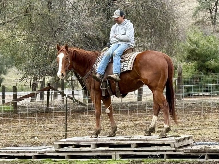 American Quarter Horse Wallach 10 Jahre Dunkelfuchs in Paicines, CA