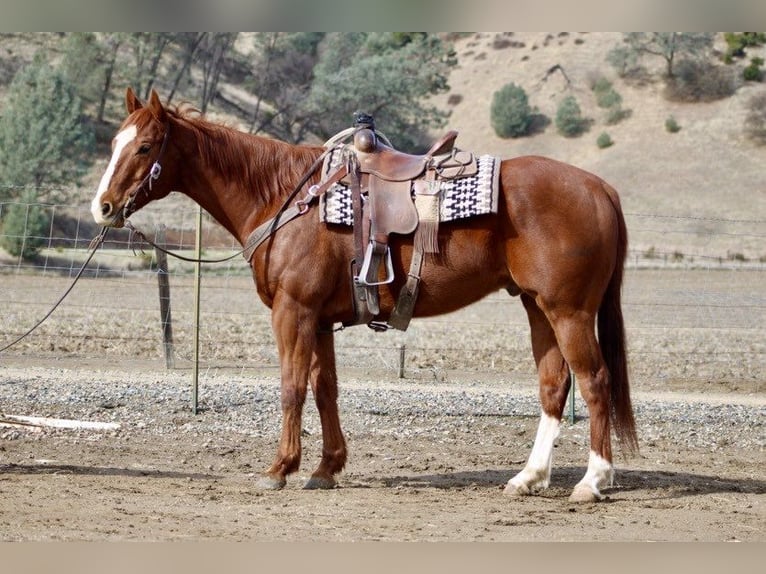 American Quarter Horse Wallach 10 Jahre Dunkelfuchs in Paicines, CA