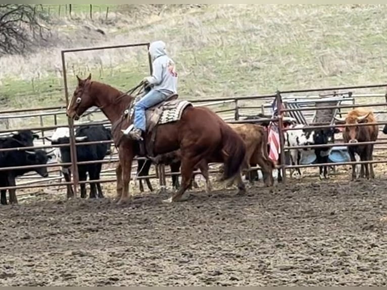 American Quarter Horse Wallach 10 Jahre Dunkelfuchs in Paicines, CA