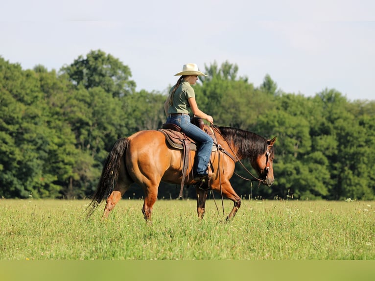 American Quarter Horse Wallach 10 Jahre Falbe in Clarion
