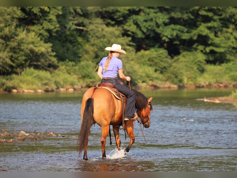 American Quarter Horse Wallach 10 Jahre Falbe in Clarion