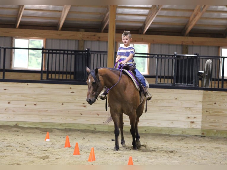 American Quarter Horse Wallach 10 Jahre Falbe in Clarion