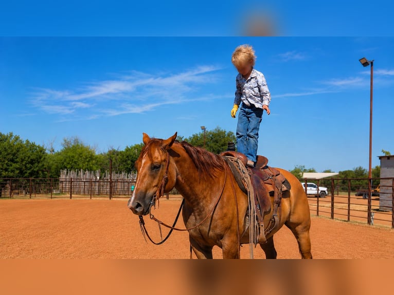 American Quarter Horse Wallach 10 Jahre Falbe in Newcastle