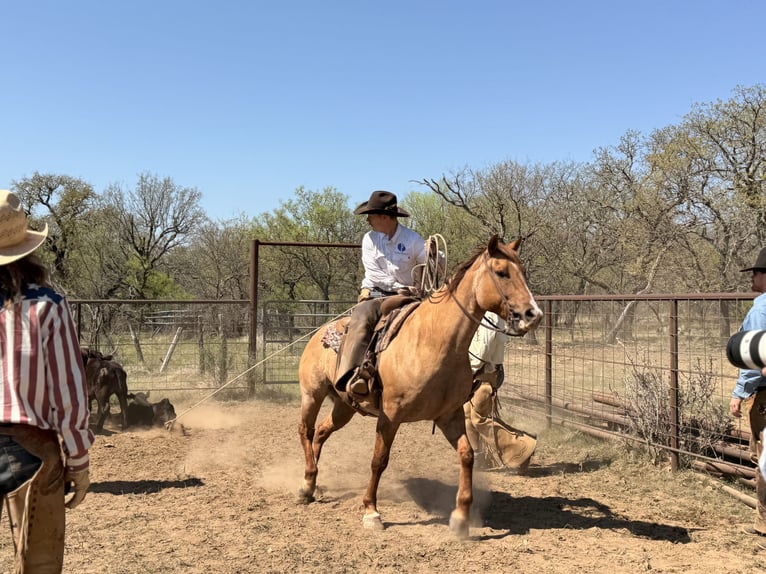 American Quarter Horse Wallach 10 Jahre Falbe in Newcastle