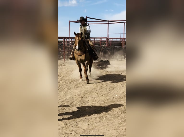 American Quarter Horse Wallach 10 Jahre Falbe in Newcastle