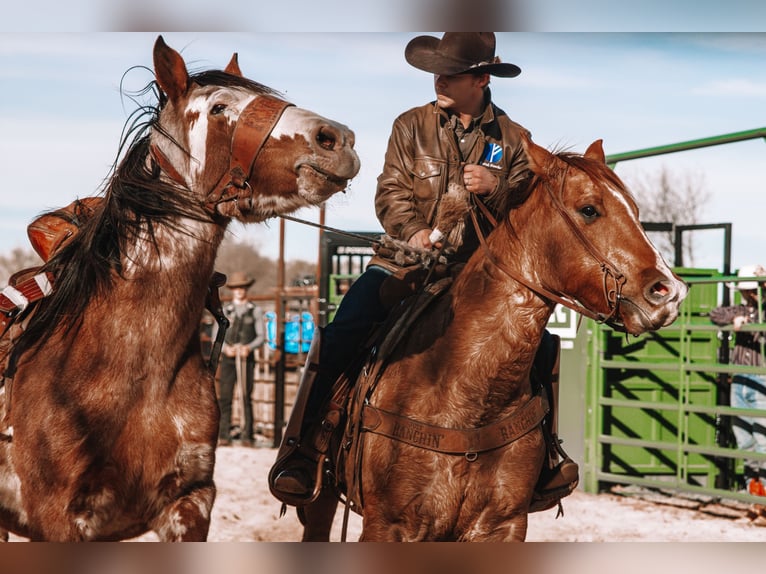 American Quarter Horse Wallach 10 Jahre Falbe in Newcastle