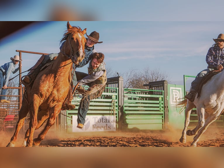 American Quarter Horse Wallach 10 Jahre Falbe in Newcastle